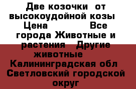 Две козочки  от высокоудойной козы › Цена ­ 20 000 - Все города Животные и растения » Другие животные   . Калининградская обл.,Светловский городской округ 